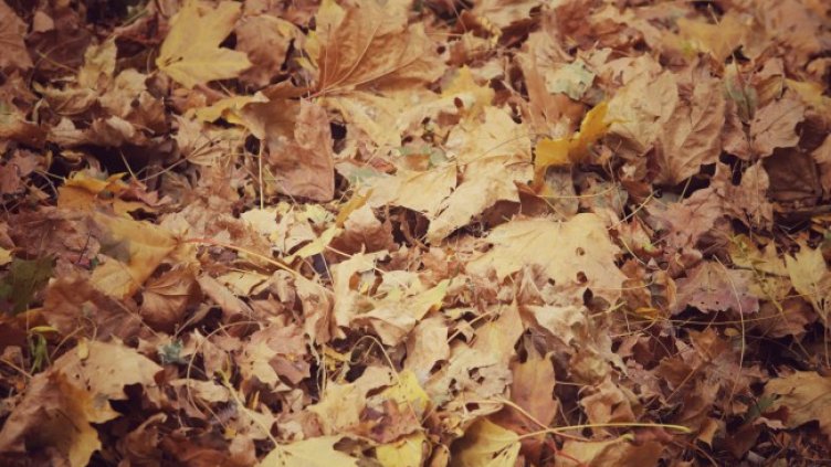 Снимка: архив, БГНЕС