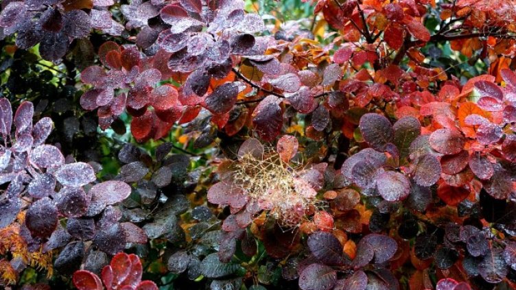 Снимка: Pixabay