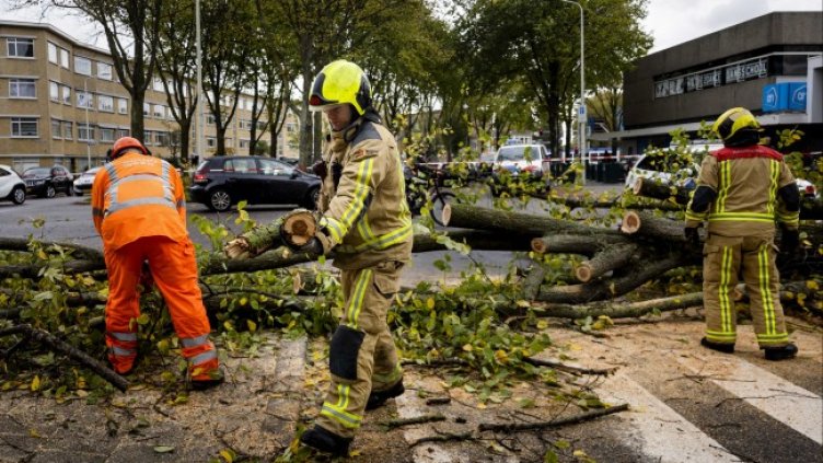 Дърво уби човек в Нидерландия. Снимка: БГНЕС/ЕРА
