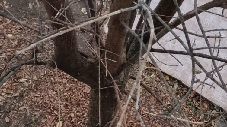 Снимка: Helpbook