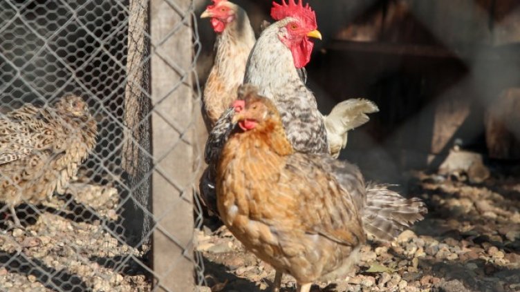 Снимка БГНЕС, архив