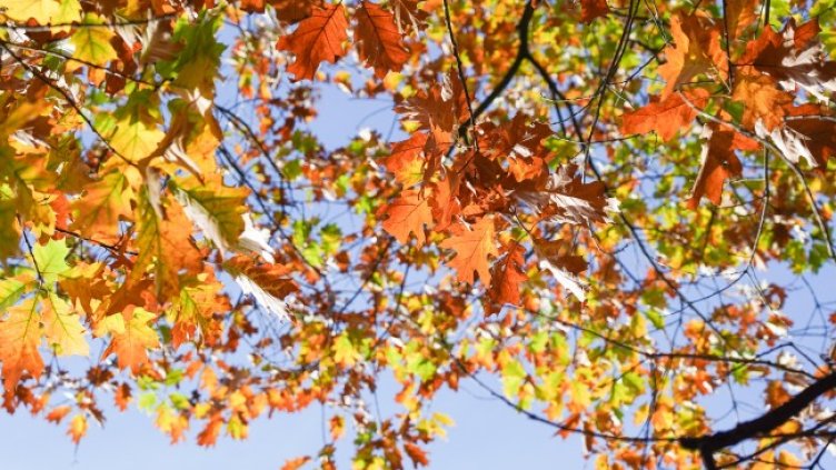 Снимка: архив, БГНЕС