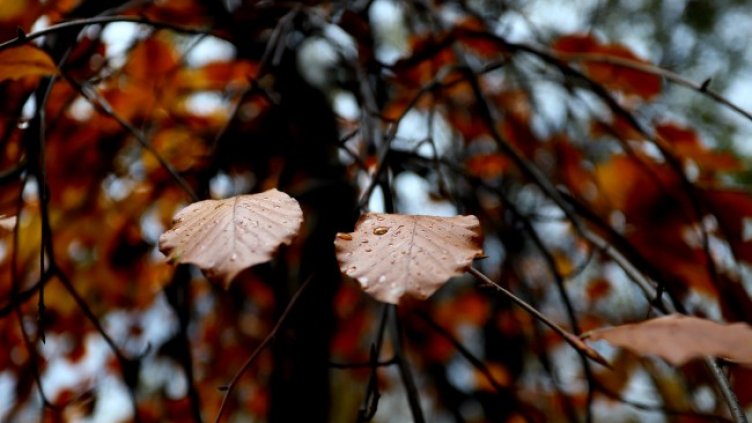 Снимка: архив, БГНЕС