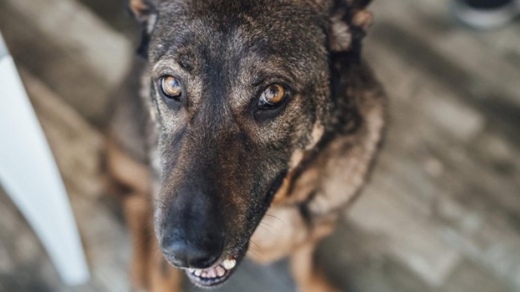 Снимка: Animal Rescue Sofia