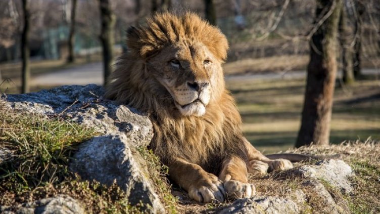 Снимка: Pixabay