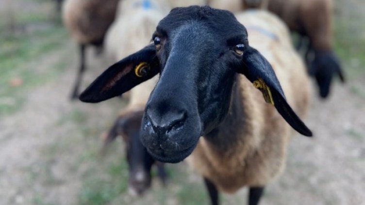 Снимка БГНЕС, архив