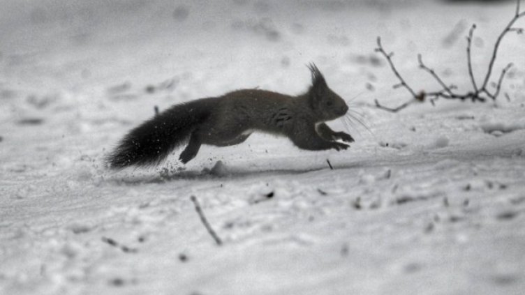Снимка: Димитър Кьосемарлиев, Dnes.bg