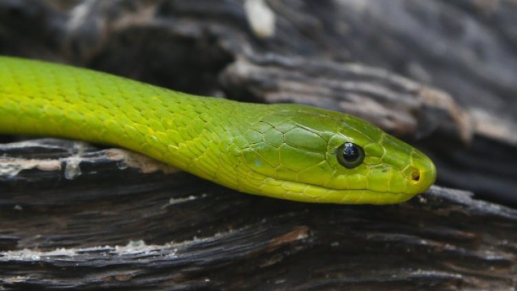 Снимка: БГНЕС/ЕРА