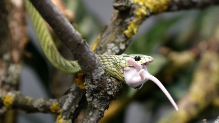 Снимка: БГНЕС/ЕРА