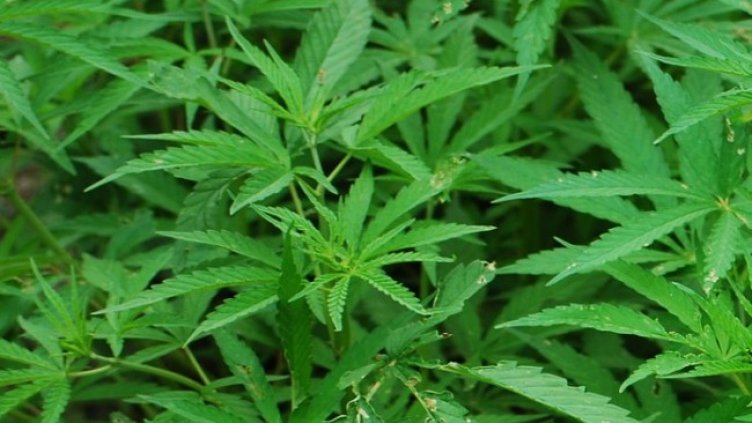 Снимка: Pixabay