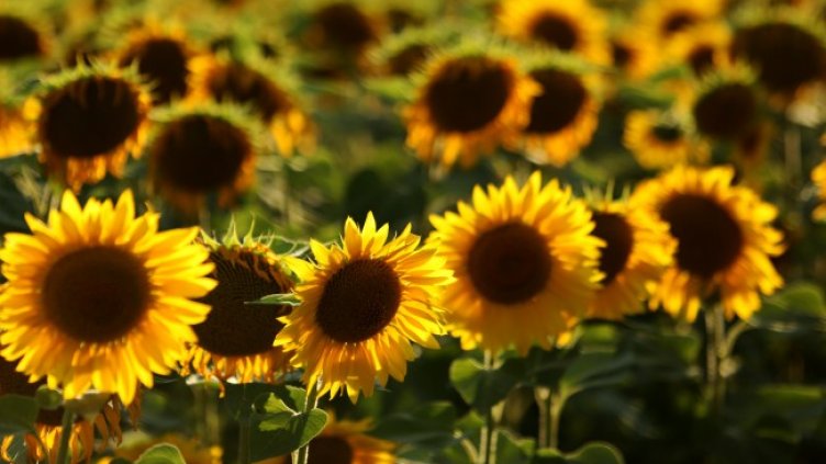 Снимка БГНЕС, архив