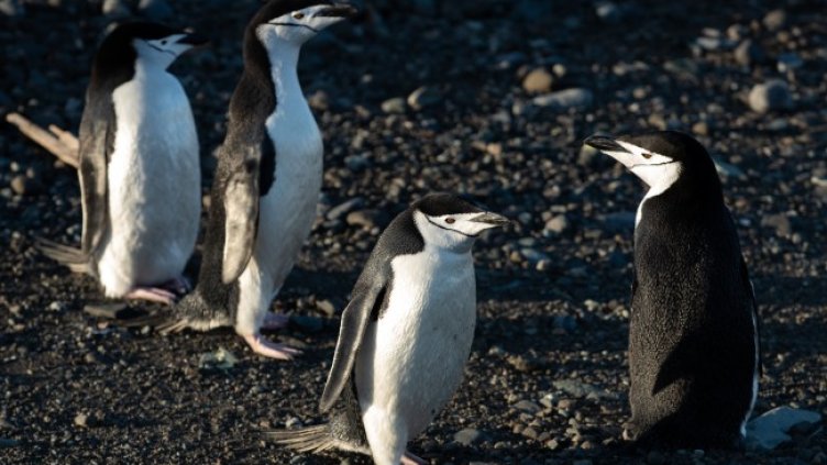 Снимка: архив, БГНЕС