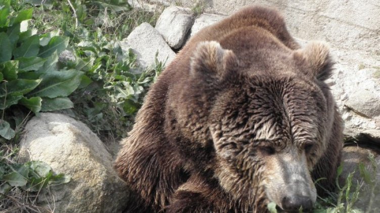Снимка БГНЕС, архив