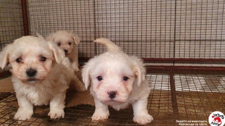 Снимка: Четири лапи