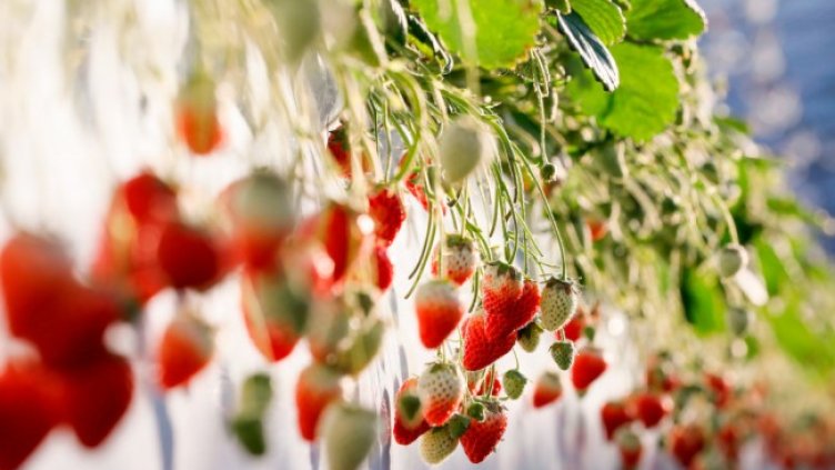 Снимка: архив, БГНЕС