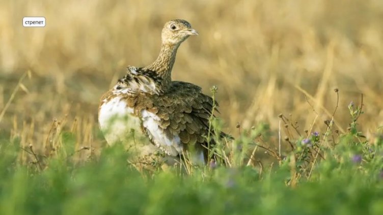 Снимка Уикипедия