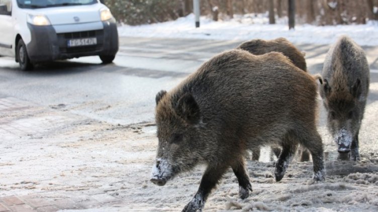 Снимка: БГНЕС