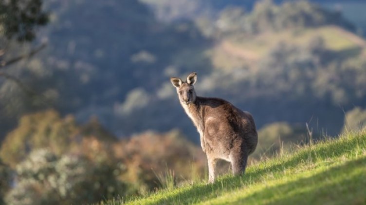 Снимка: Pixabay/pen_ash