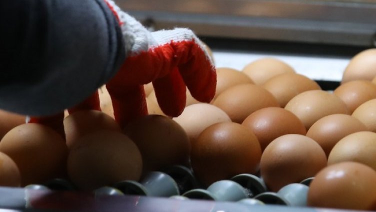 Снимка: архив, БГНЕС