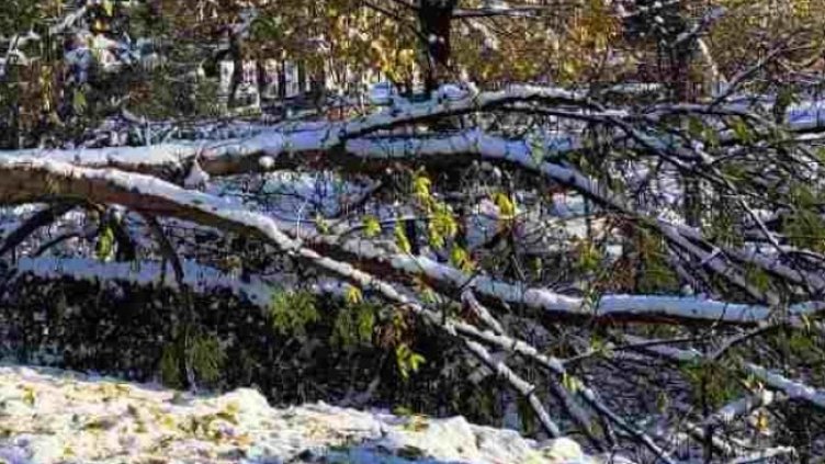 Снимка: архив, БГНЕС