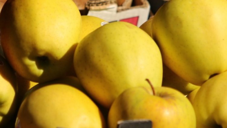 Снимка: архив, БГНЕС