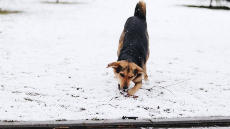 Снимка: БГНЕС