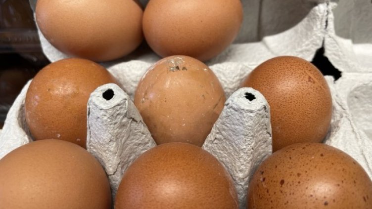 Снимка: БГНЕС, архив