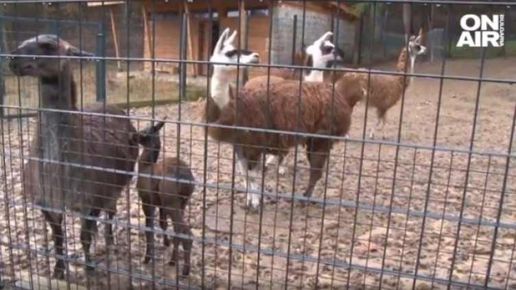 Снимка: Bulgaria ON AIR