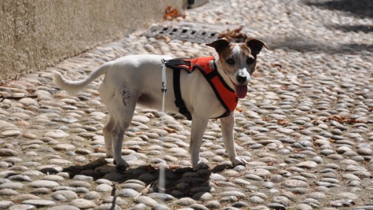 Снимка: Dnes.bg