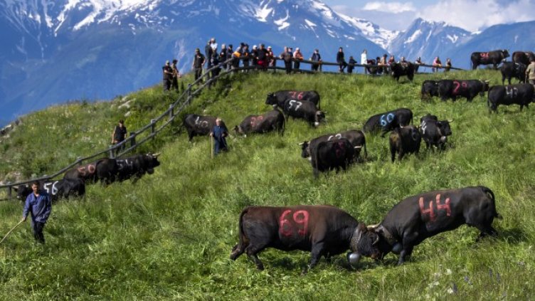 Снимка БГНЕС