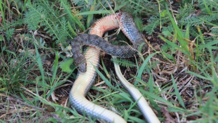 Снимка БГНЕС, архив