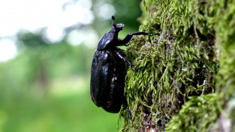 Снимка: архив, БГНЕС