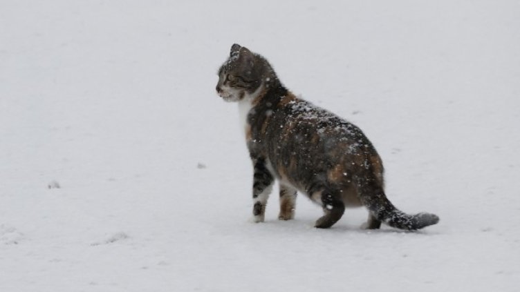 Снимка: архив, БГНЕС