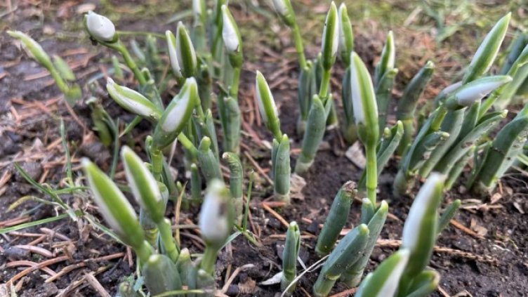 Снимка: БГНЕС