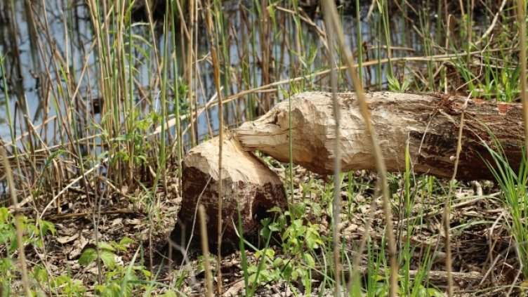 Снимка: Pixabay