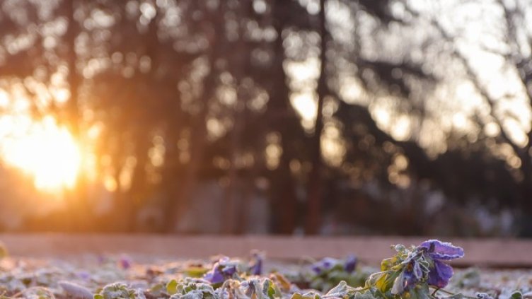 Снимка: архив, БГНЕС