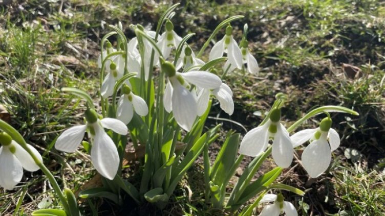 Снимка: БГНЕС