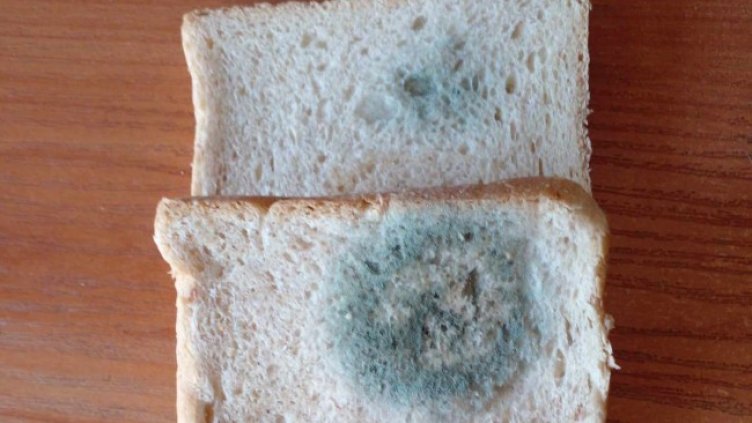 Снимка: Helpbook