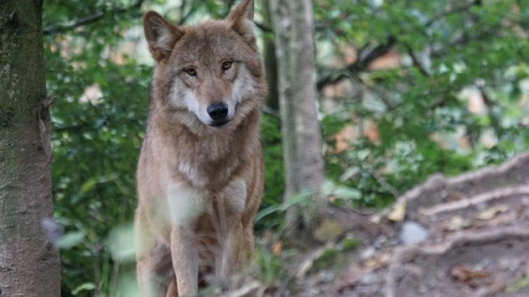 Снимка Пиксабей