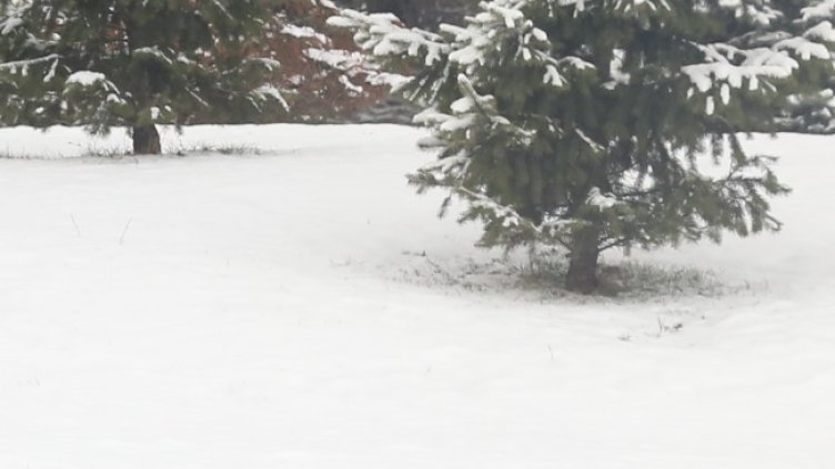 Снимка: архив, БГНЕС