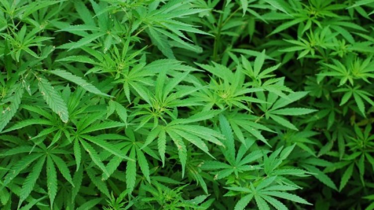 Снимка: Pixabay