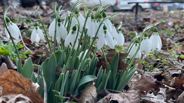 Снимка: архив, БГНЕС