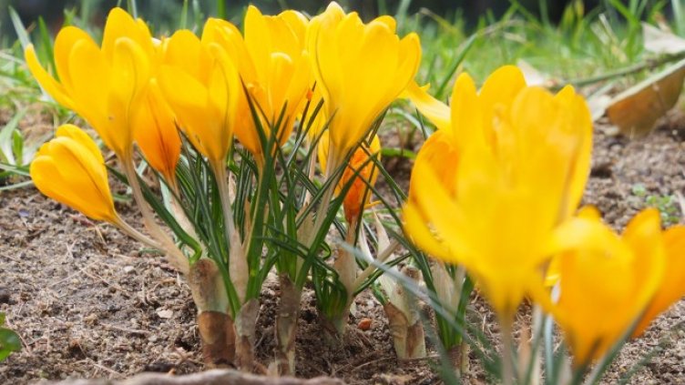 Снимка: архив, БГНЕС