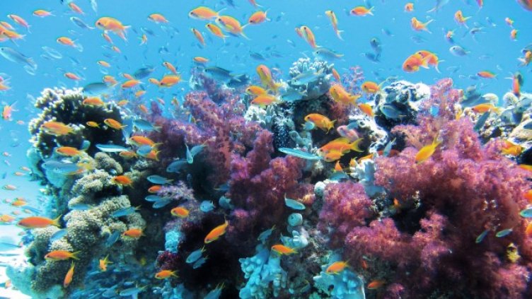 Снимка: Pixabay