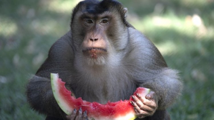 Снимка: архив, БГНЕС