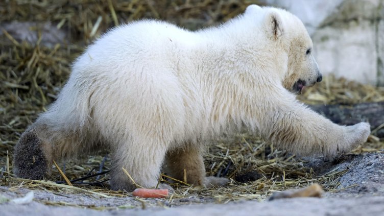 Снимка: архив, БГНЕС