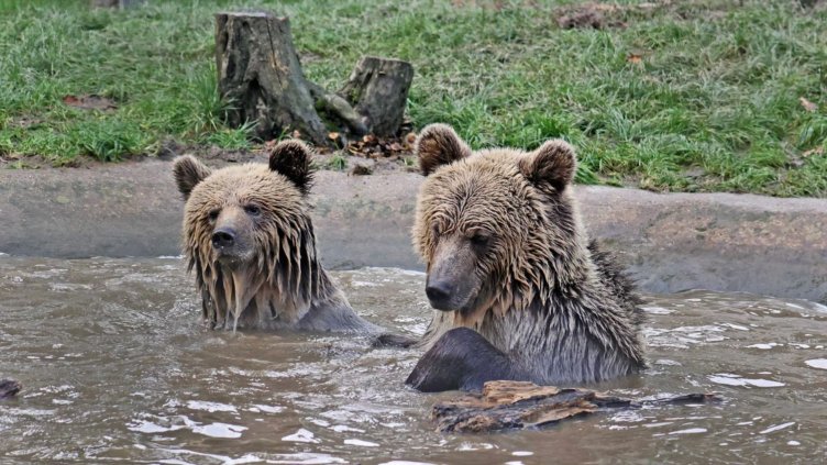 Снимка: Wildwood Trust