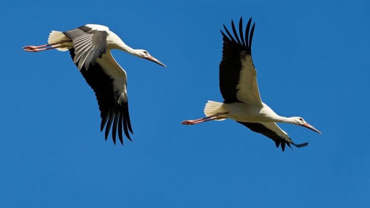 Снимка Природозащитен център "ПОДА"