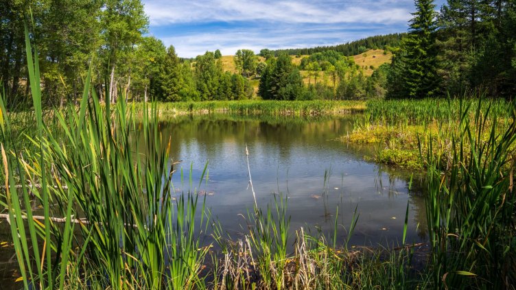 Успех за DEVIN и БФБ: Рядка орхидея е знак за възстановяването на торфищата в Чаирските езера
