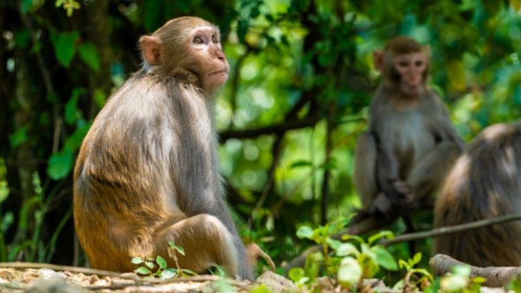 Снимка Пиксабей